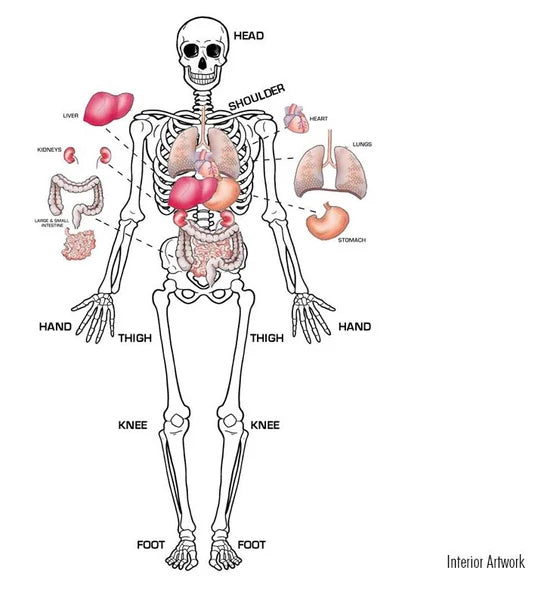 Skeletal system with internal organs labeled on a white background