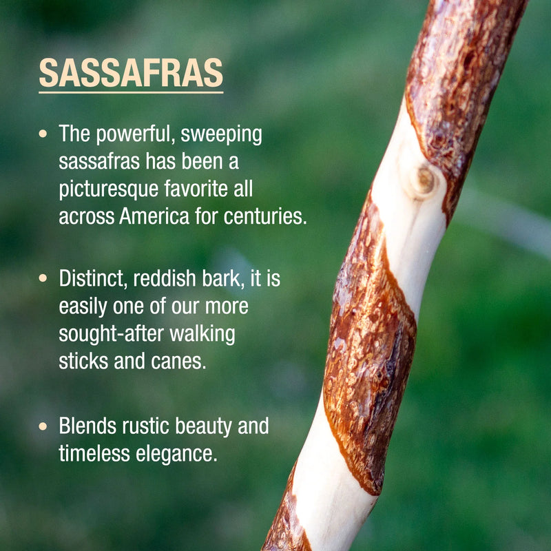 Sassafras branch with text describing its characteristics
