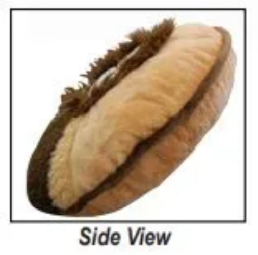 Side view of a shell with a white background